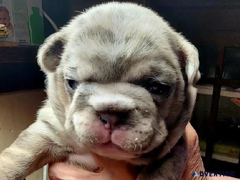 Unique French Bulldog puppies