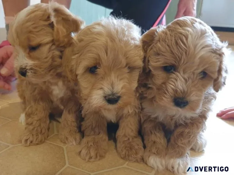 ADORABLE MALTIPOO PUPPIES READY TO GO