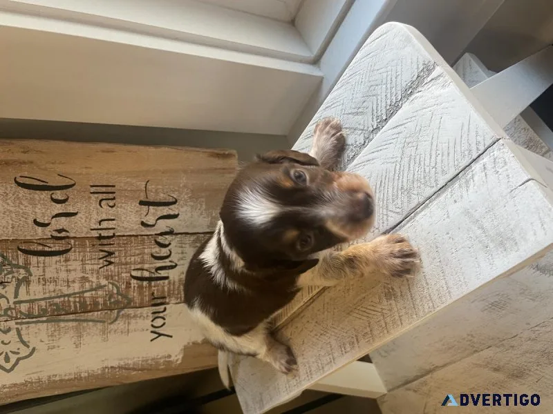 Miniature dachshunds