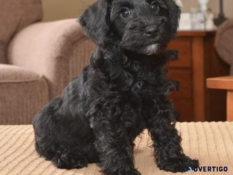 Adorable Schnoodle puppies for sale
