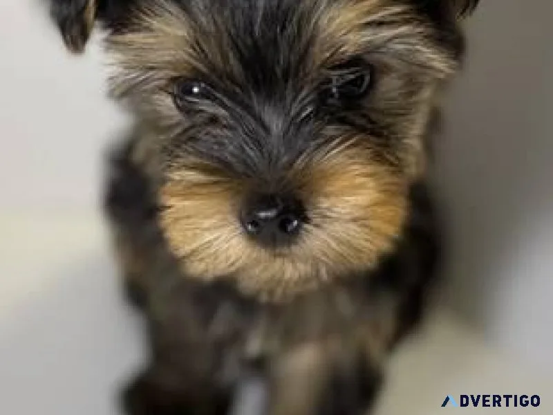 Teacup Yorkie