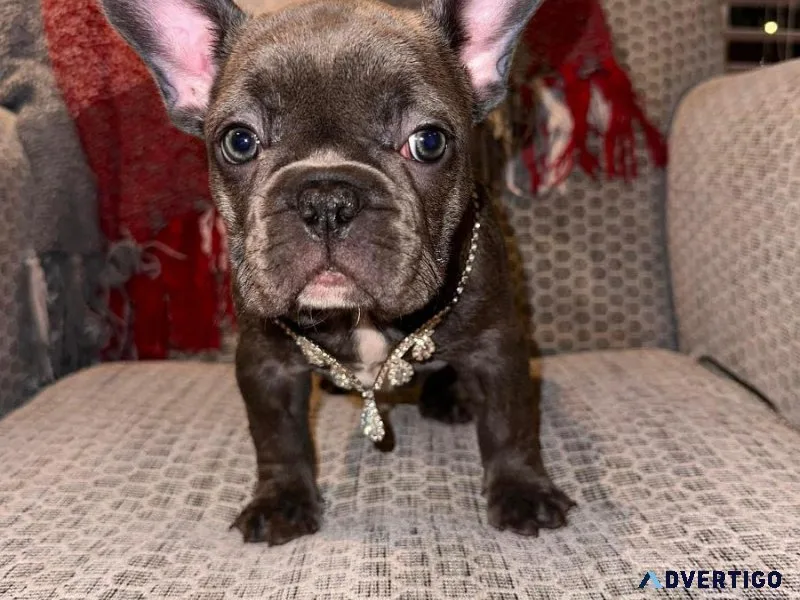 FRENCH BULLDOG PUPPY