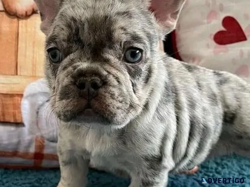 Two Gorgeous French Bulldog Puppies