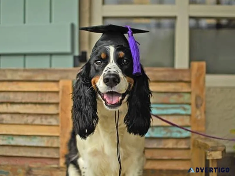 Mastering Dog Obedience A Step-By-Step Training Guide
