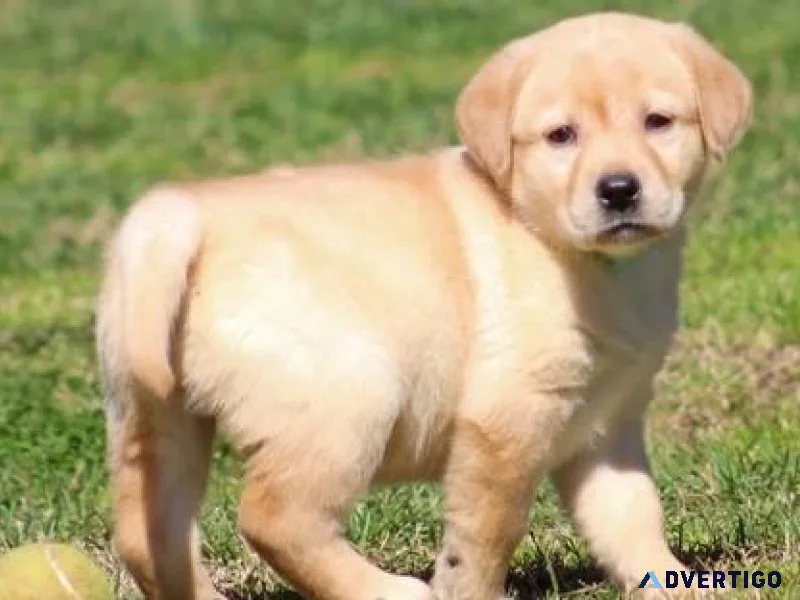 Lovely Labrador Retriever puppies for sale