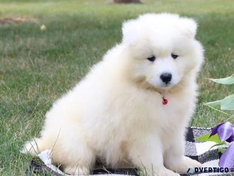 Well Socialized Samoyed puppies for sale.