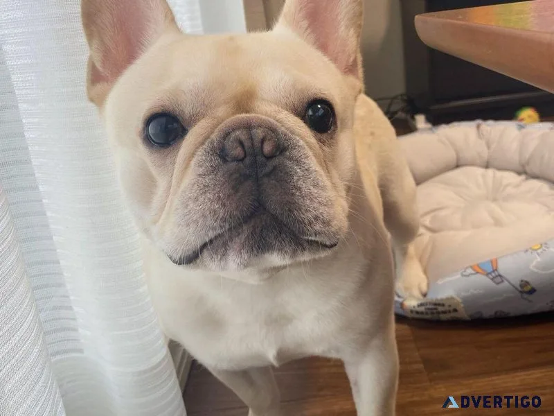 French bulldog for sale