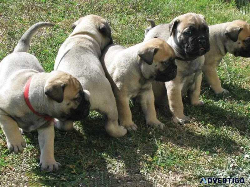 Outstanding BullMastiff