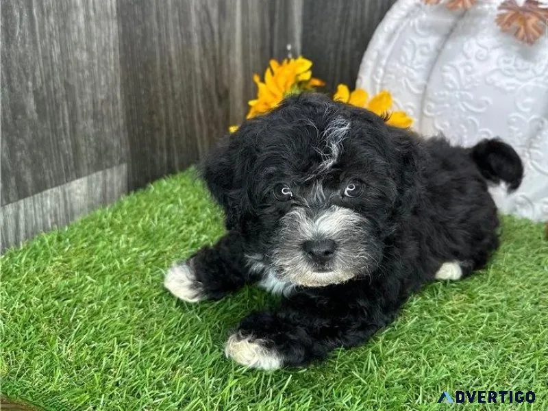 Fabulous Havanese puppies ready to go now