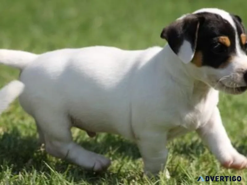 Adorable Jack Russel Terrier puppies for sale