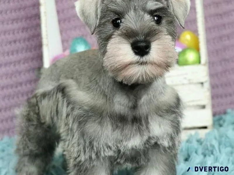 Home raised Miniature Schnauzer puppies for sale