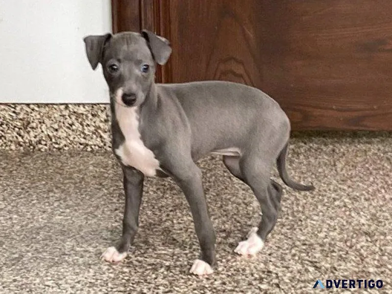 Beautiful Italian Greyhound puppies for sale