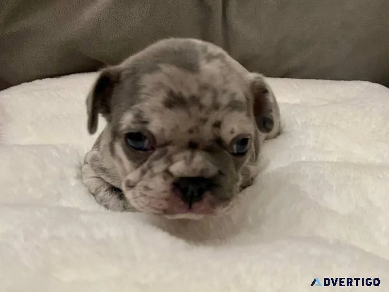 AKC Exotic Lilac Merle Fat Boi French Bulldog