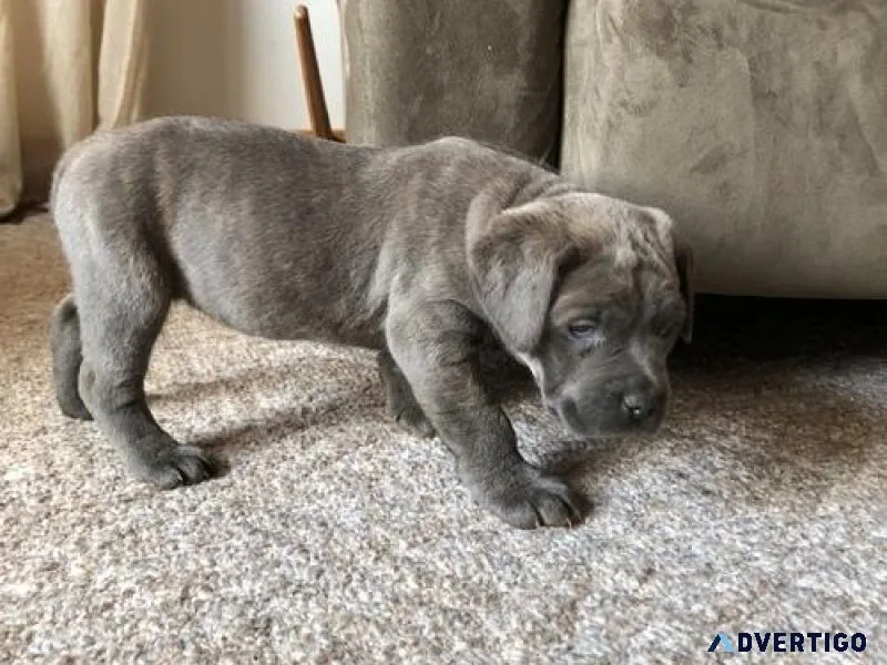 Well Socialized Cane Corso Puppies for sale