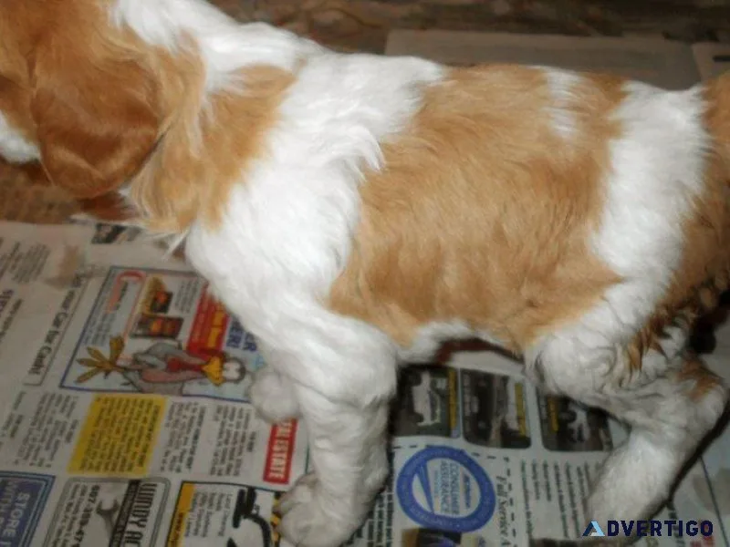 Sweetest Brittany Spaniel Puppies for sale