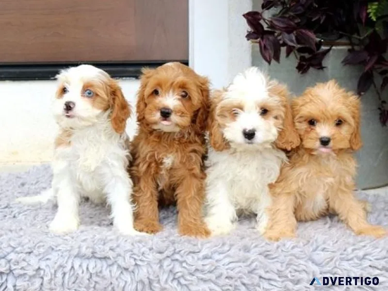 CKC Cavapoo Puppies for sale