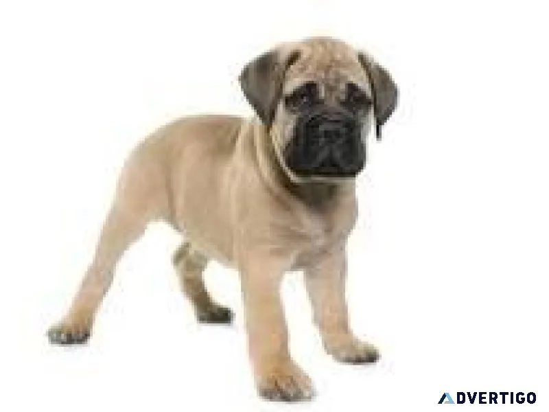 Bull mastiff .....call 7300930479