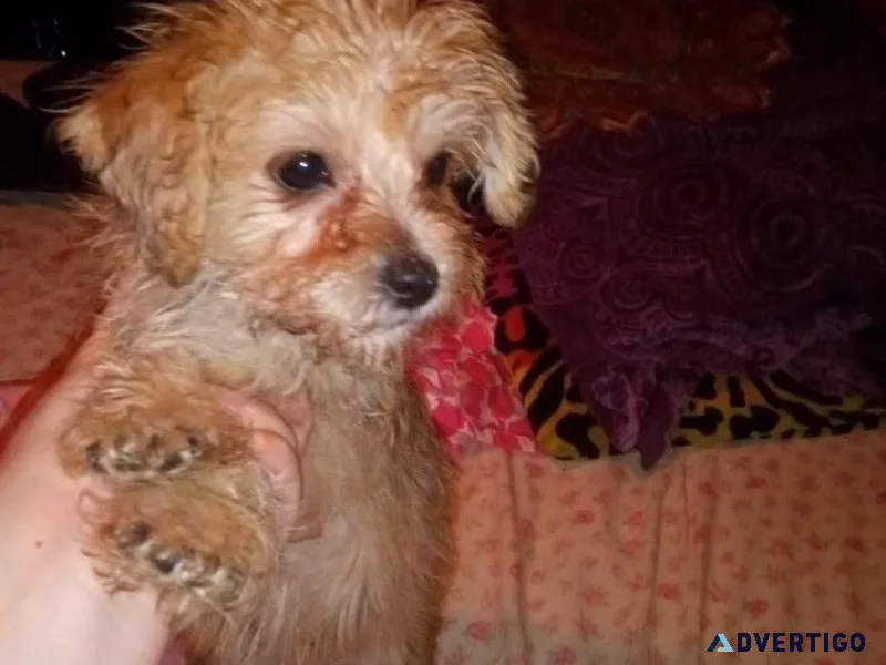 Tiny female Morkie