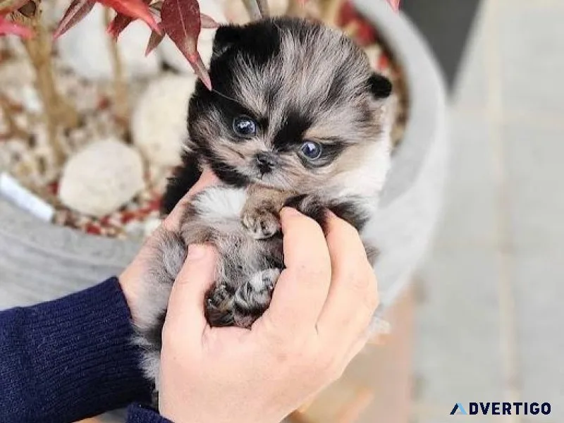 teacup pomeranian puppies