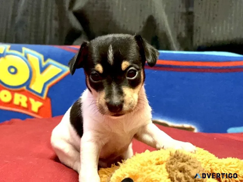Registered Mini Tri-black male rat terrier &ldquoTwizzler&rdqu o