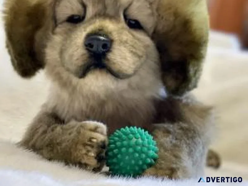 TIBETAN MASTIFF .......CALL 7300930479