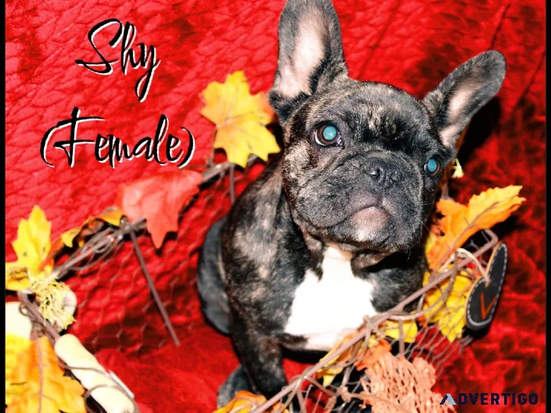 French bulldog puppies
