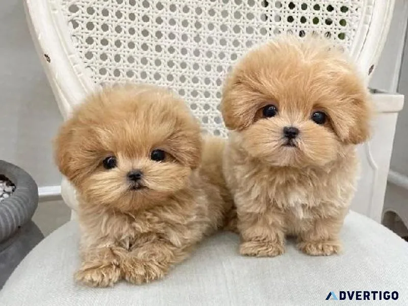 Healthy Maltipoo Available