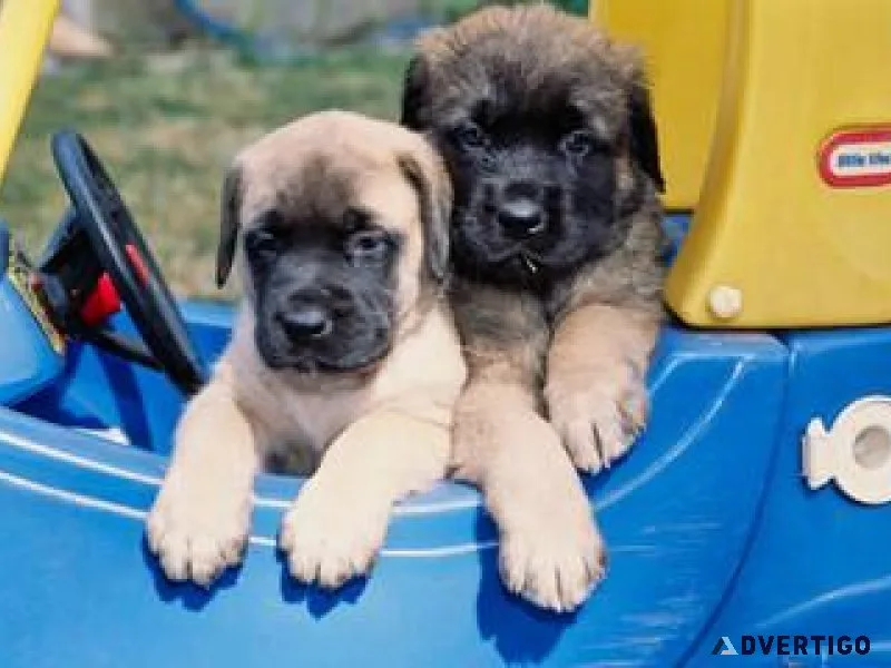 ENGLISH MASTIFF 7300930479