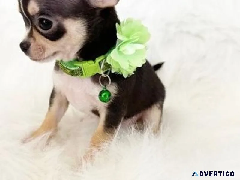 Adorable Chihuahua Puppies for sale.