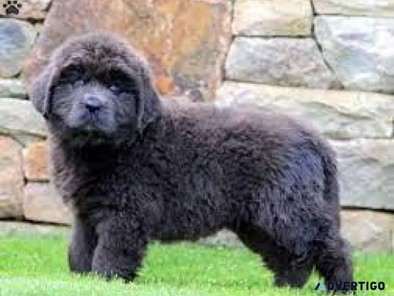 newfoundland....7300 930479