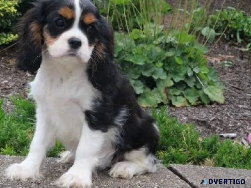 AKC Cavalier King Charles Spaniel Puppies for sale