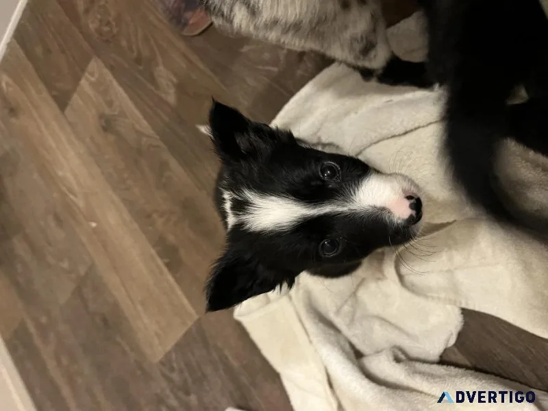 Registered Border collie