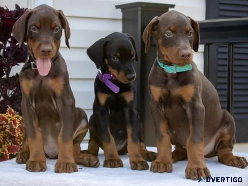 Adorable Doberman Pinscher puppies