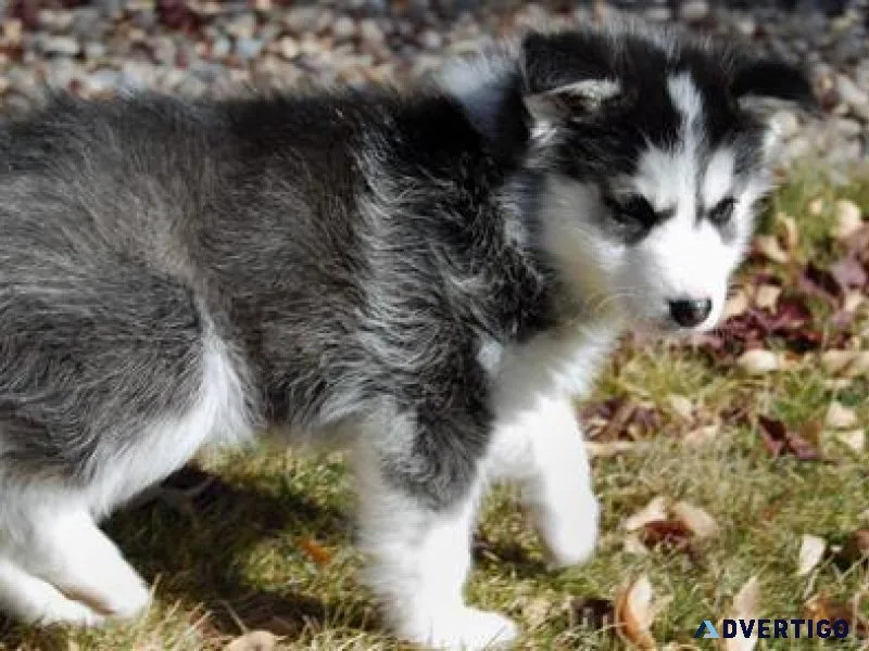 Siberian Husky Puppies