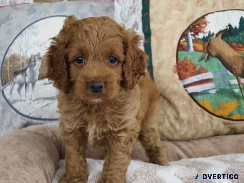 Cute Cockapoo puppies ready to go now