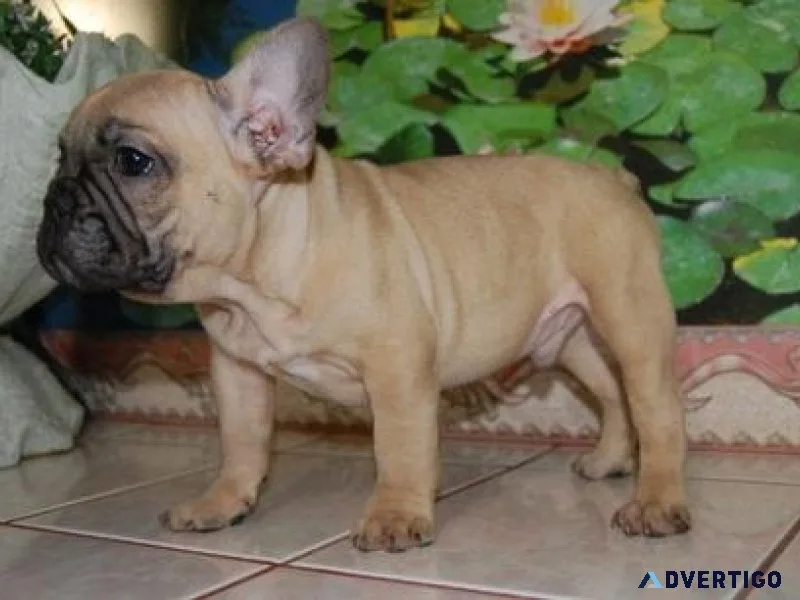 Potty Trained French Bulldog Puppies