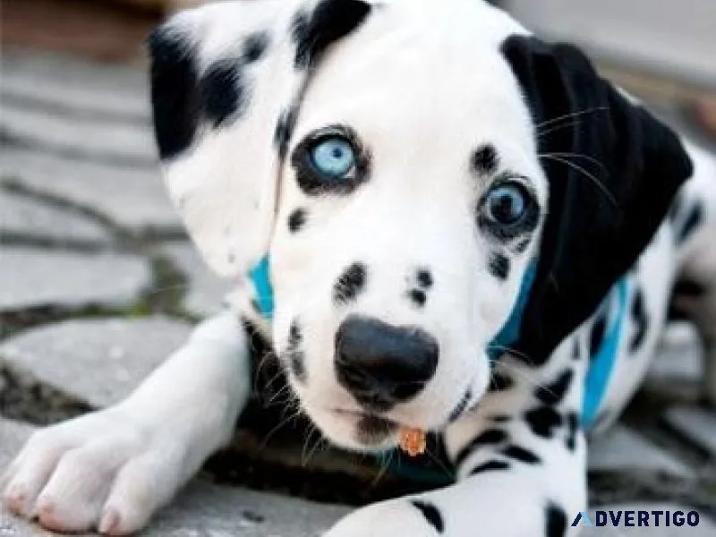 Gorgeous Dalmatian puppies ready