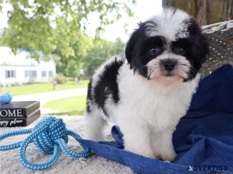 Cute Havachon Puppies