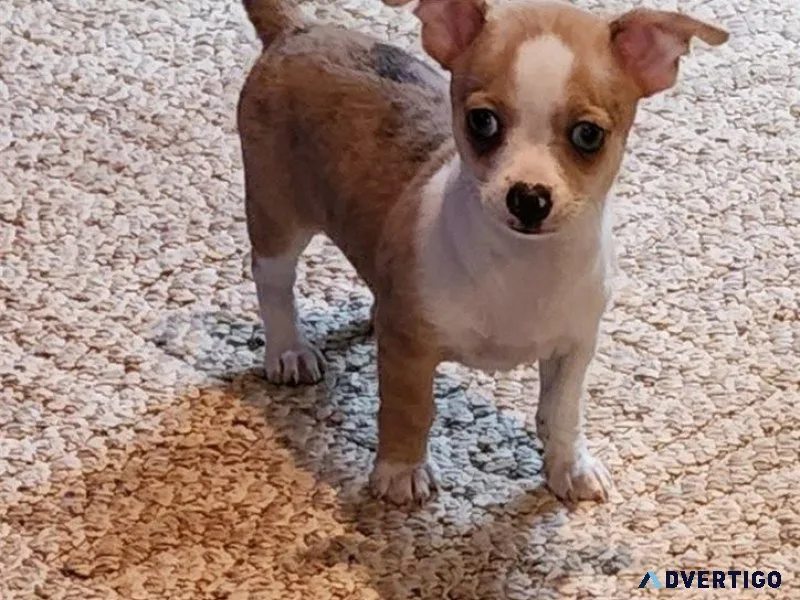 Lovely Chihuahua Puppies male and female