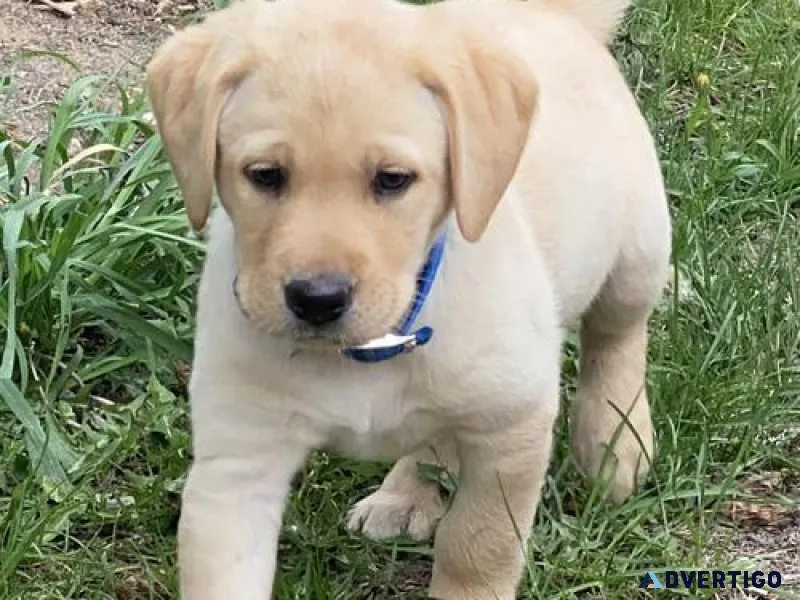 Adorable Labrador Retriever Puppies