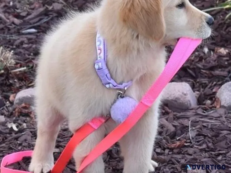AKC Golden Retriever Puppies