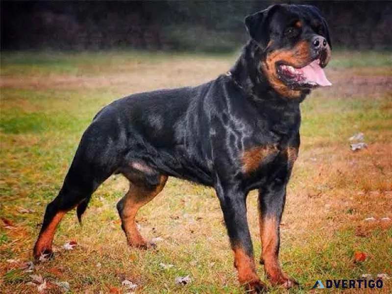 RODWELL DOG