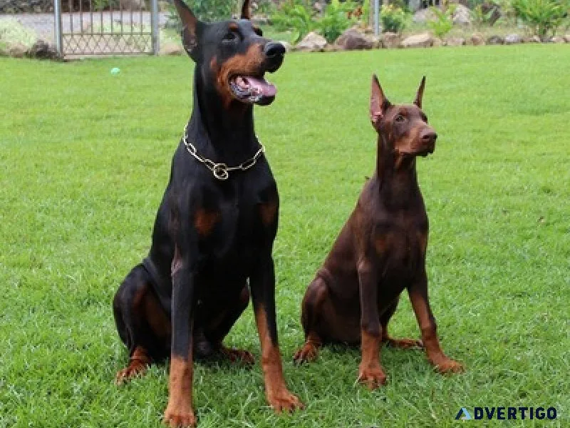 Professional dog trainer in chennai