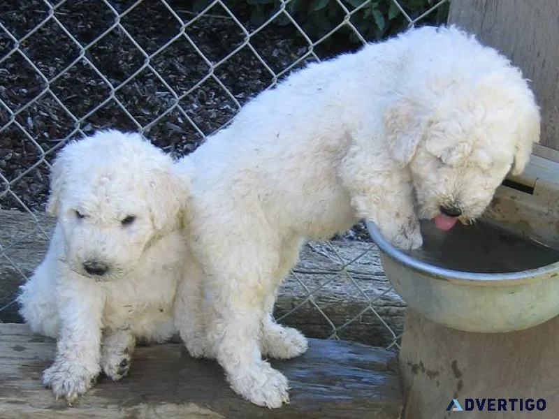 Home raised Komondor Puppies male and female