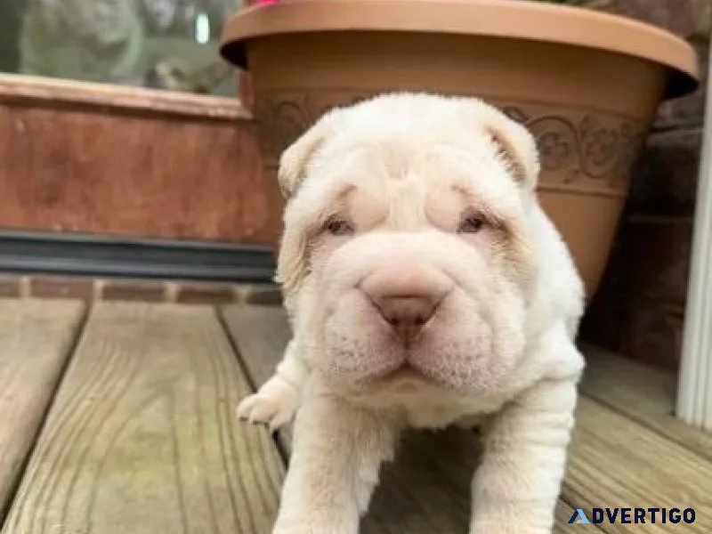 Lovely AKC Chinese Shar-Pei Puppies
