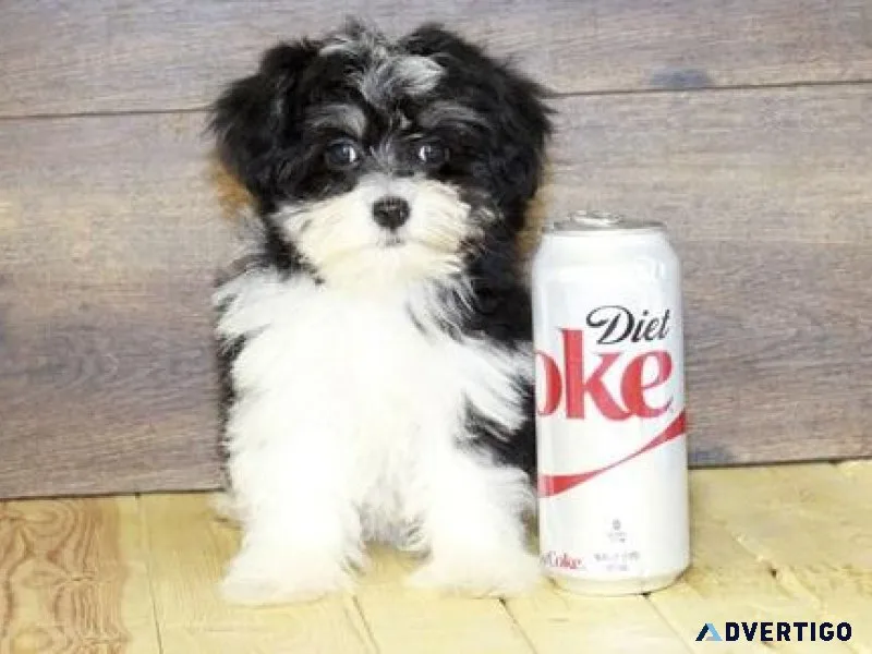 Top home raised Havanese Puppies