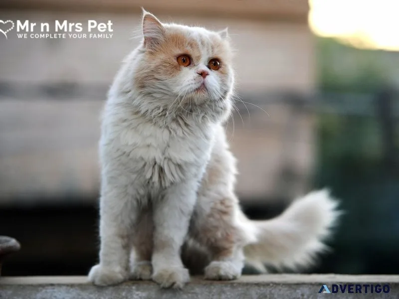 Persian kitten in chennai
