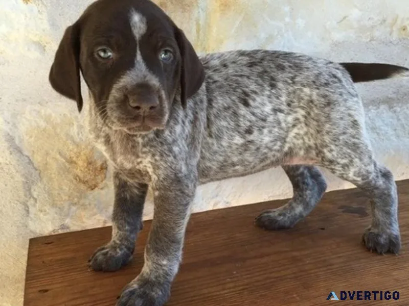 Beautiful German Shorthaired Pointer Puppies