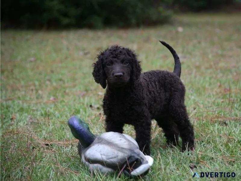 Stunning Irish Water Spaniel Puppies