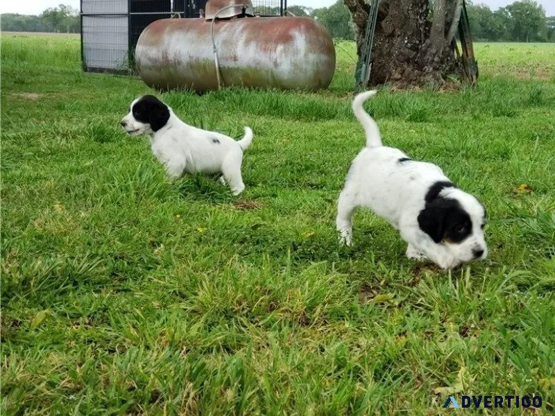 Stunning English Setter puppies available